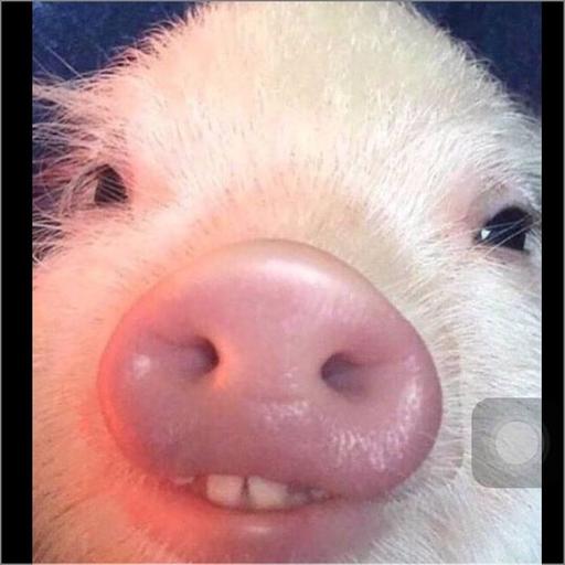 User profile photo