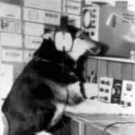 Picture of Barkytheradio Elevenmeters