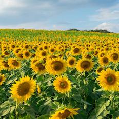 Picture of Pat Melanson