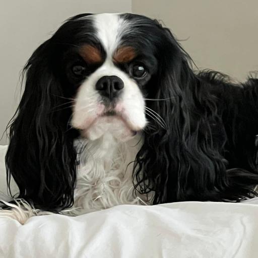 User profile photo