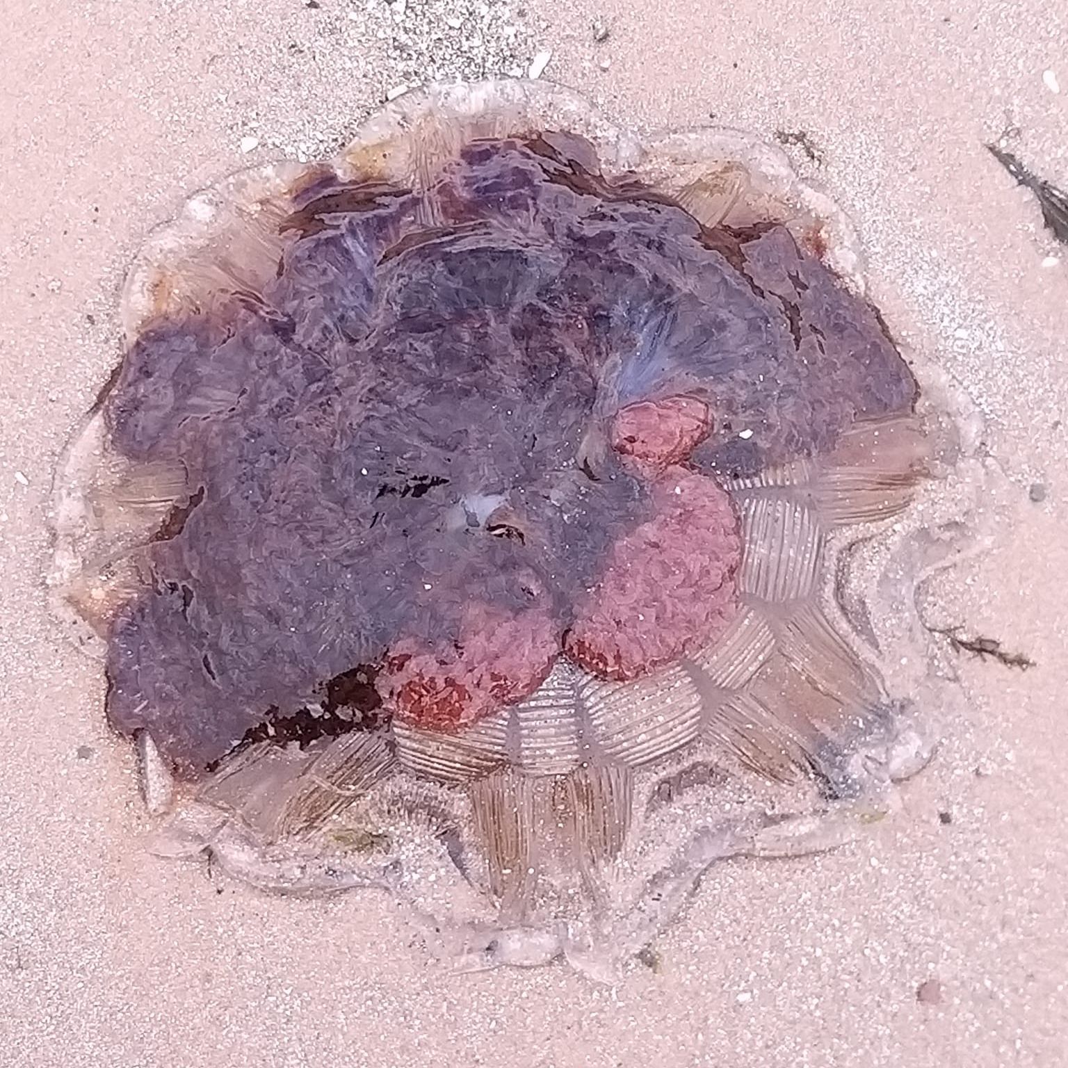 Picture of Koom Kankesan