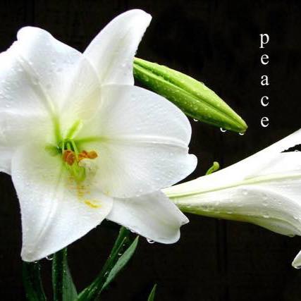 Picture of Nancy Floyd