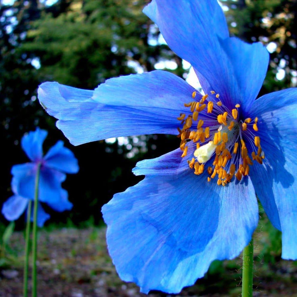 Picture of Marlys St. Laurent