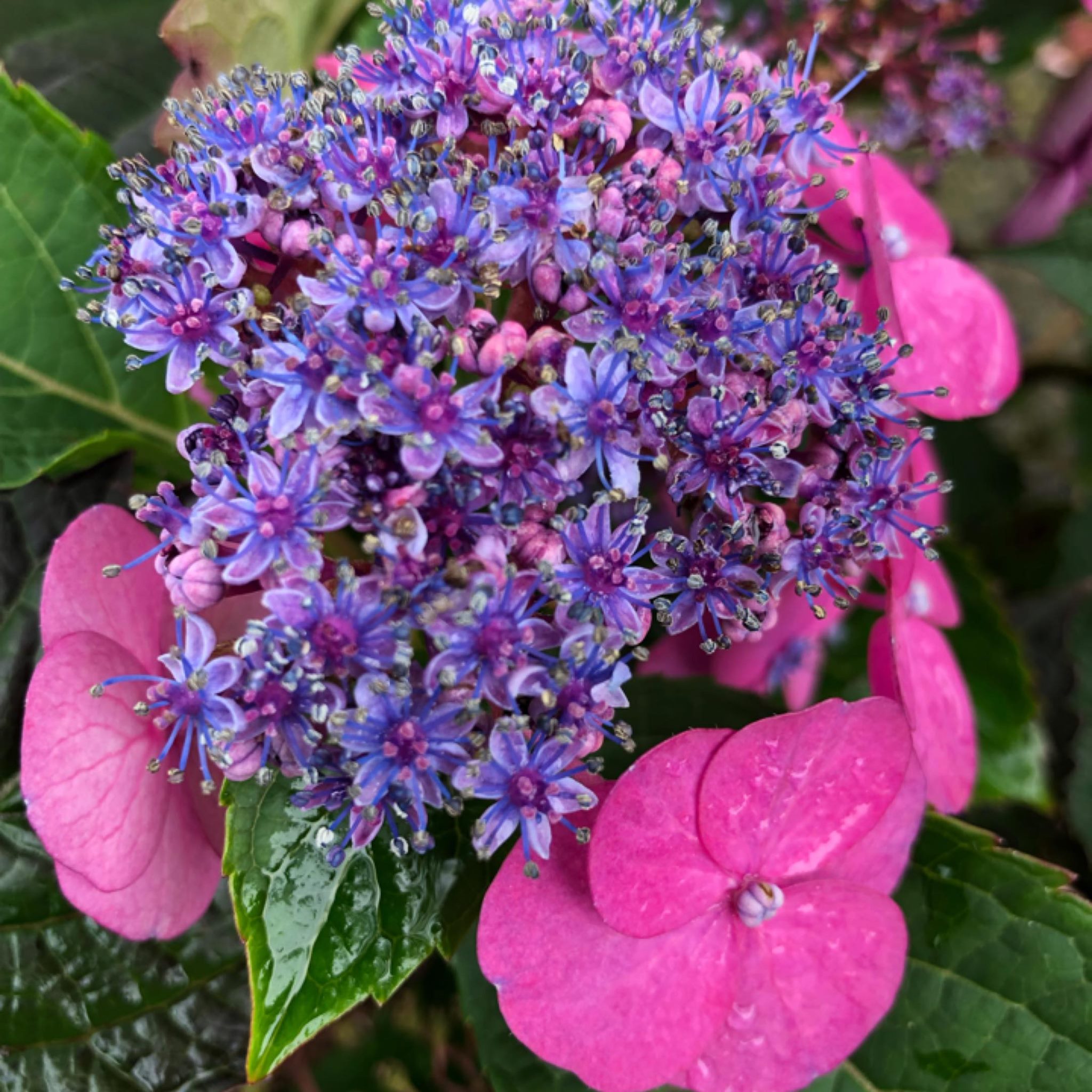 Picture of Clover Rose