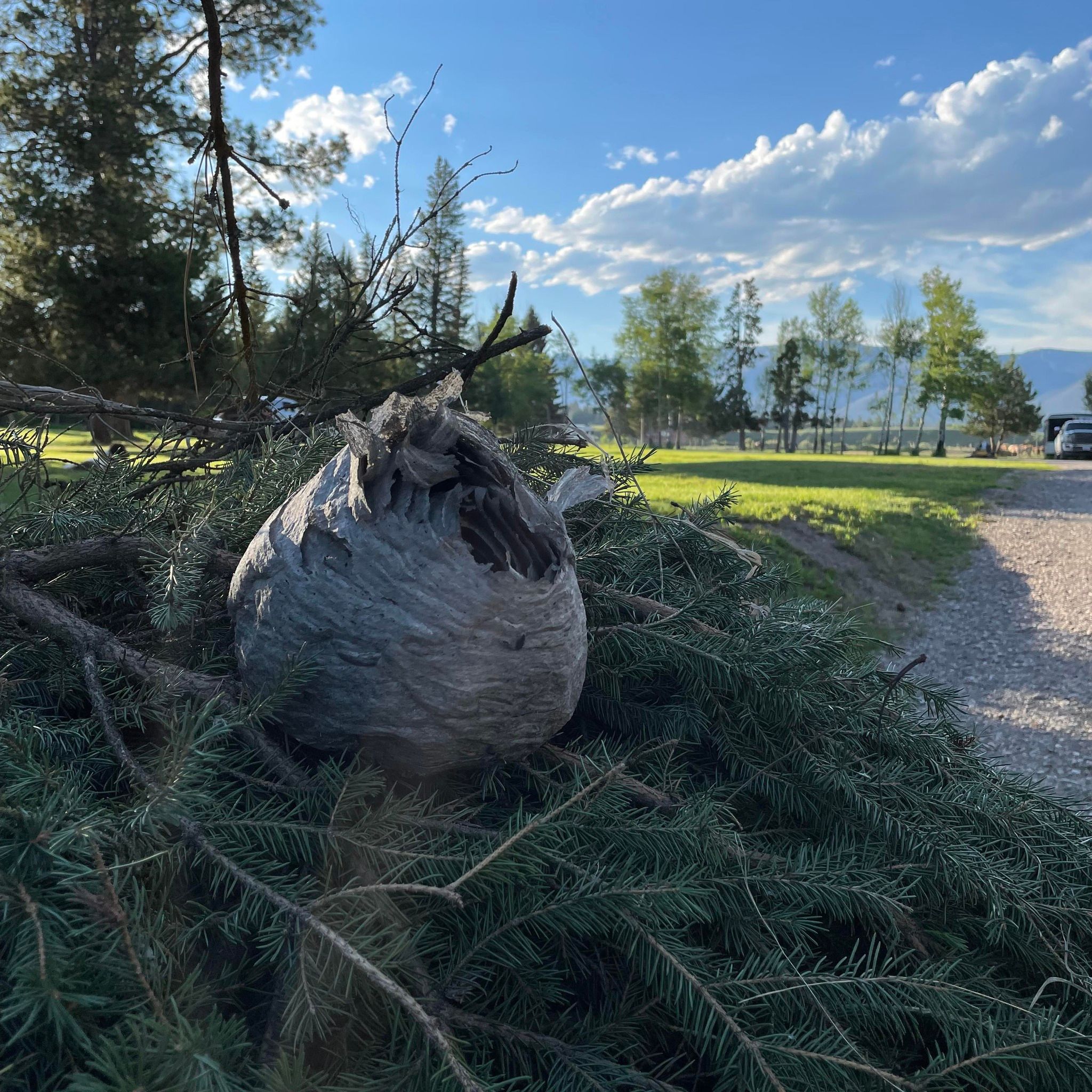 Picture of Denise Shortridge