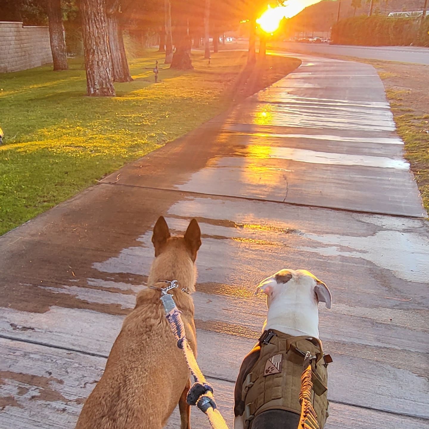 Picture of Bodhi Susk