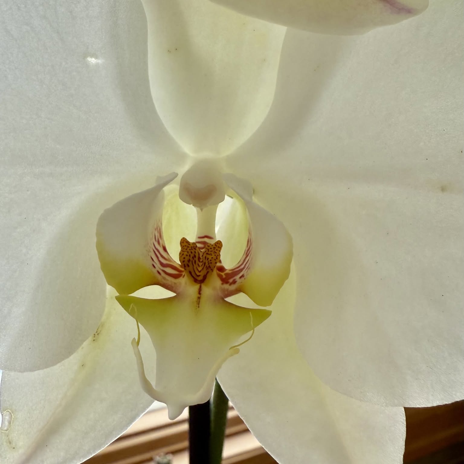 Picture of Wendy Thornton