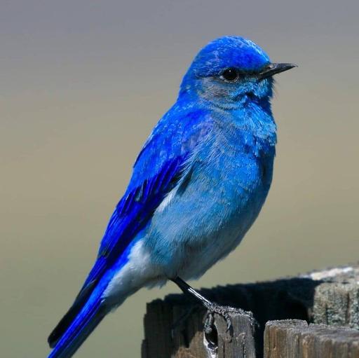 User profile photo