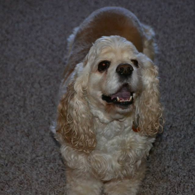 Picture of Cherrie Moses