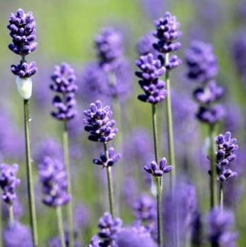 Picture of Monica Fermoyle