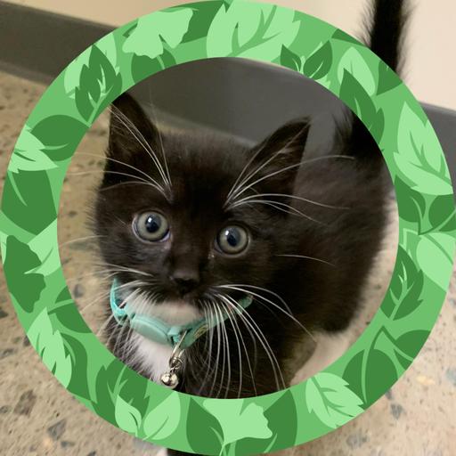 User profile photo