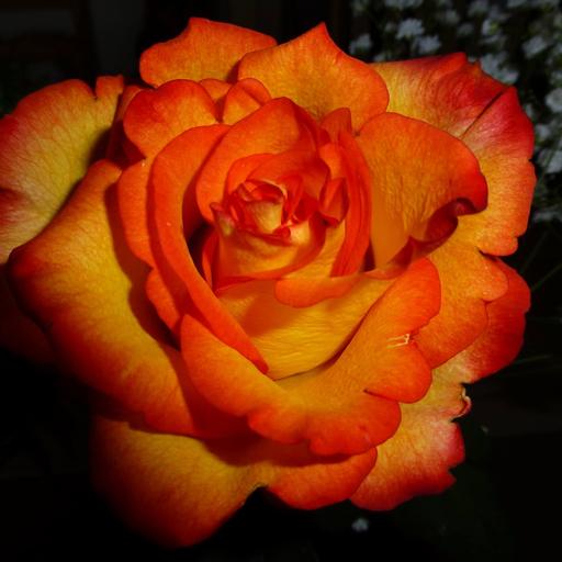 User profile photo