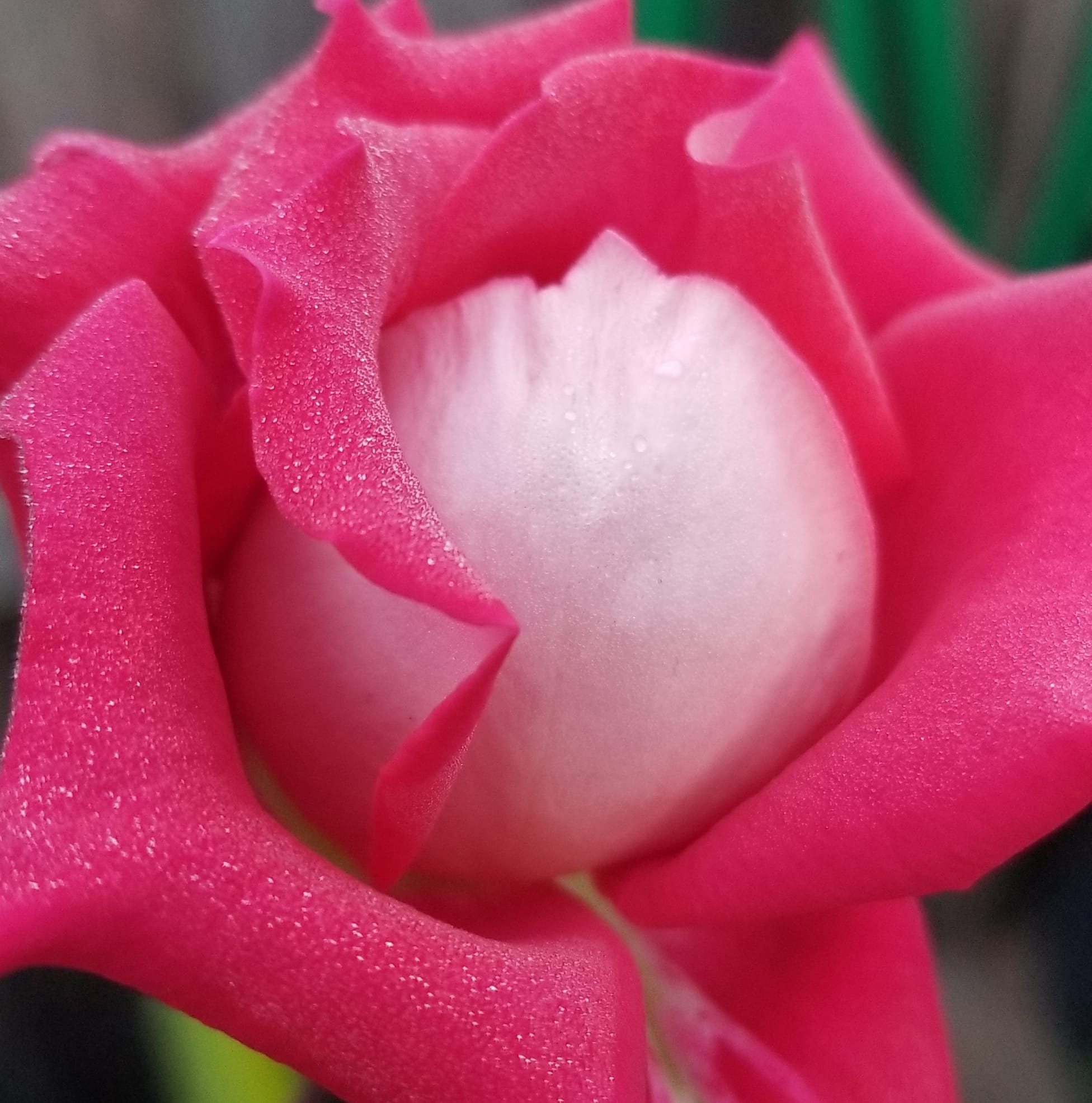 Picture of Michelle Alberino (Soutar)