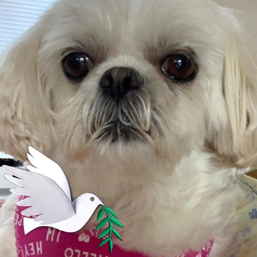 User profile photo