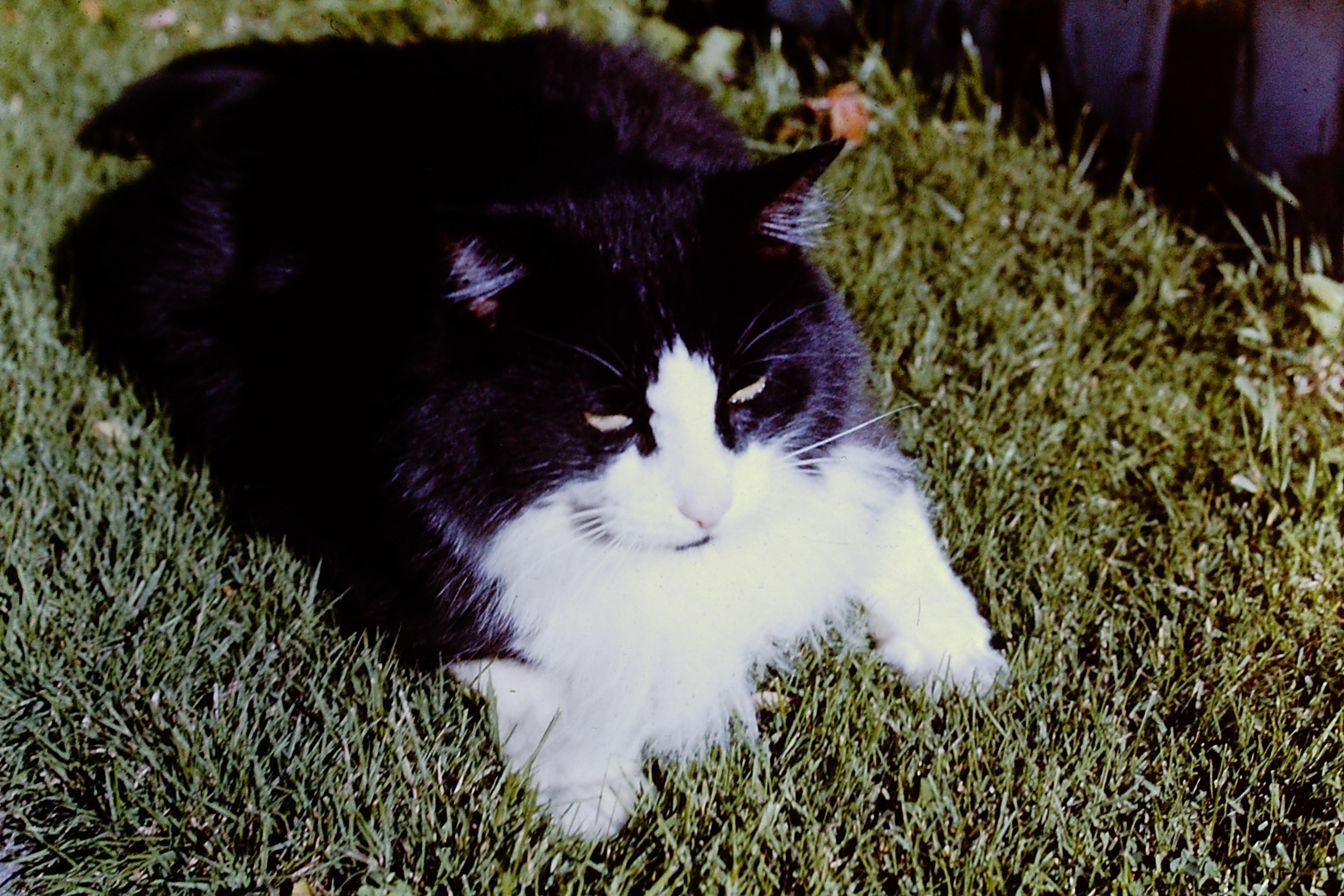 Andrew the family cat