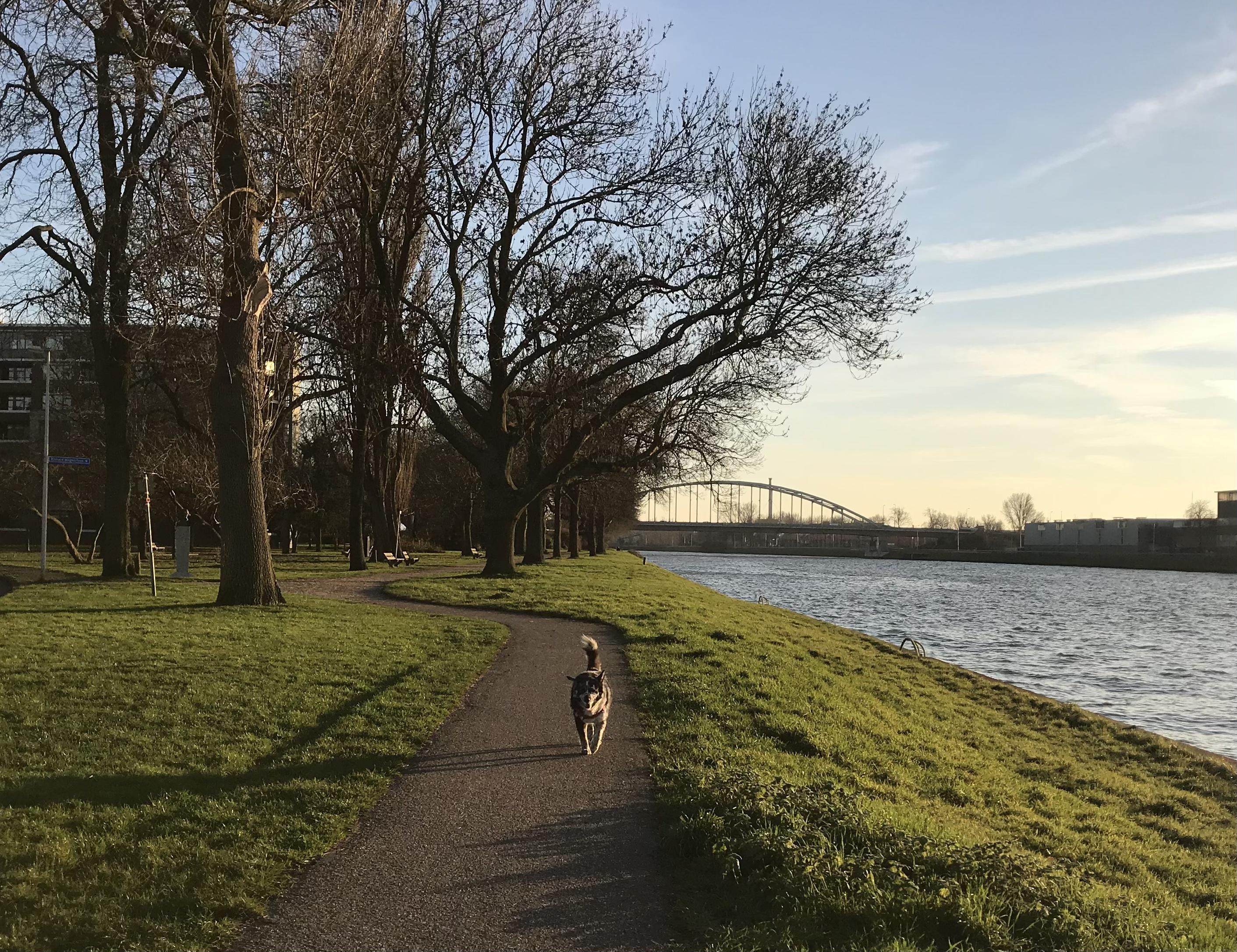 Daily walks on the canal by o…
