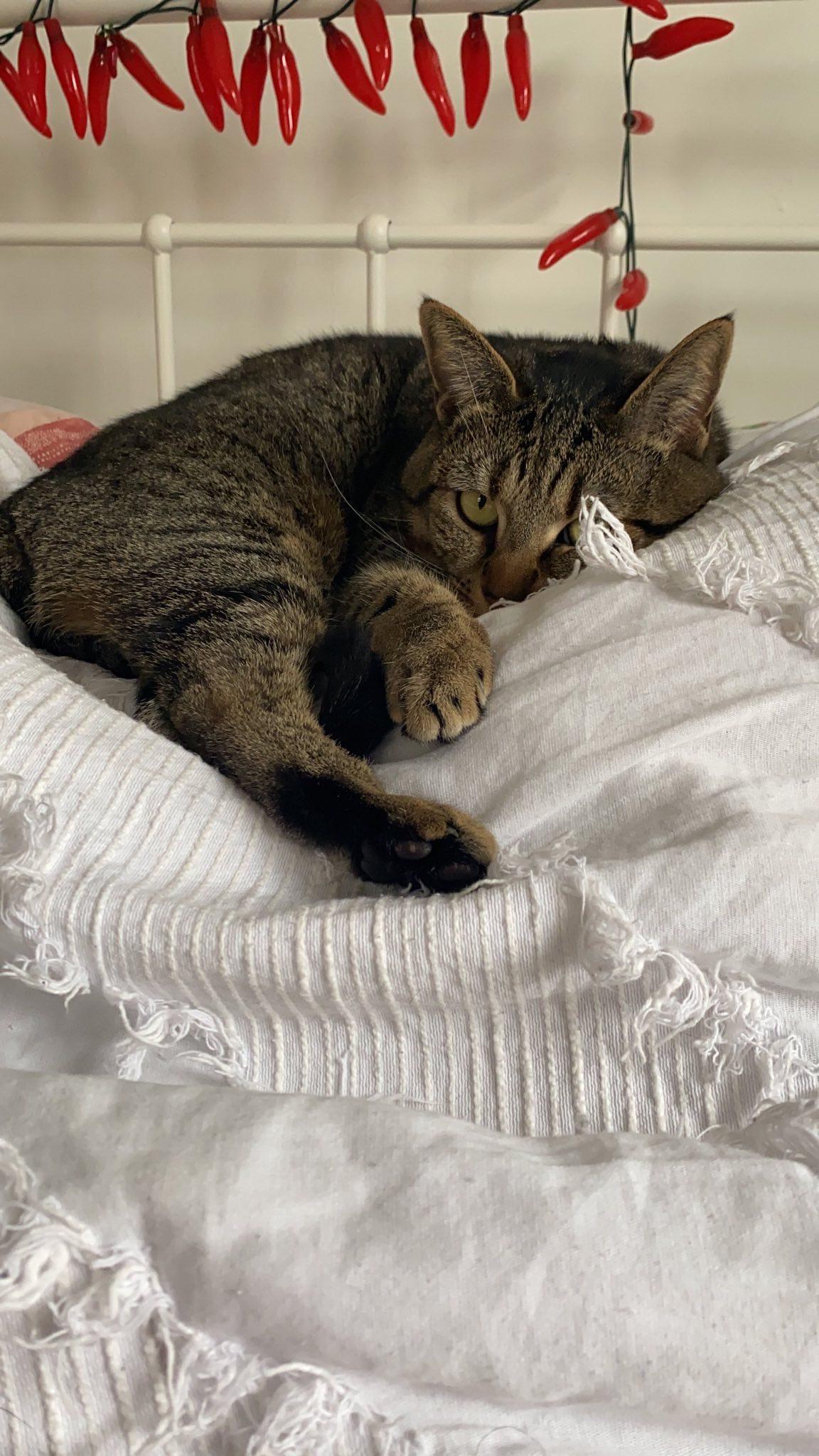 A photo they sent me of their…