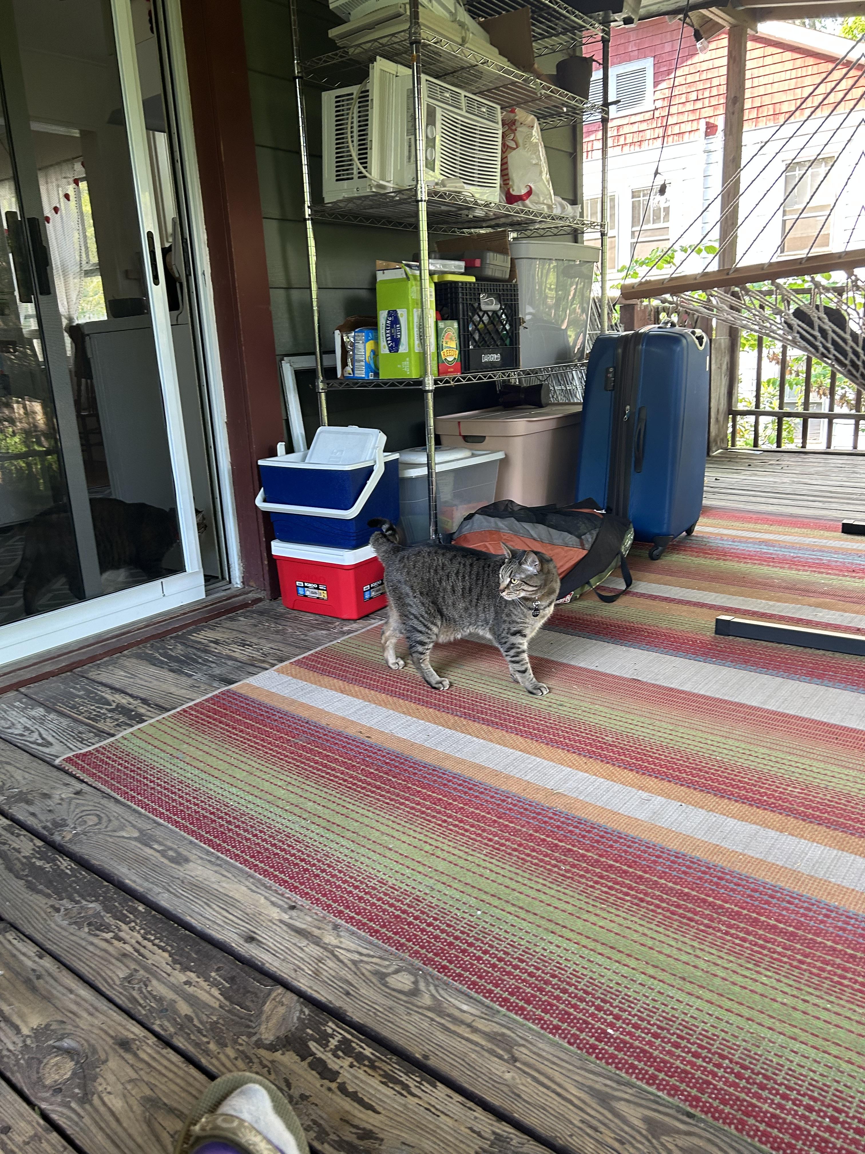 Scout’s Kitties Taking After …