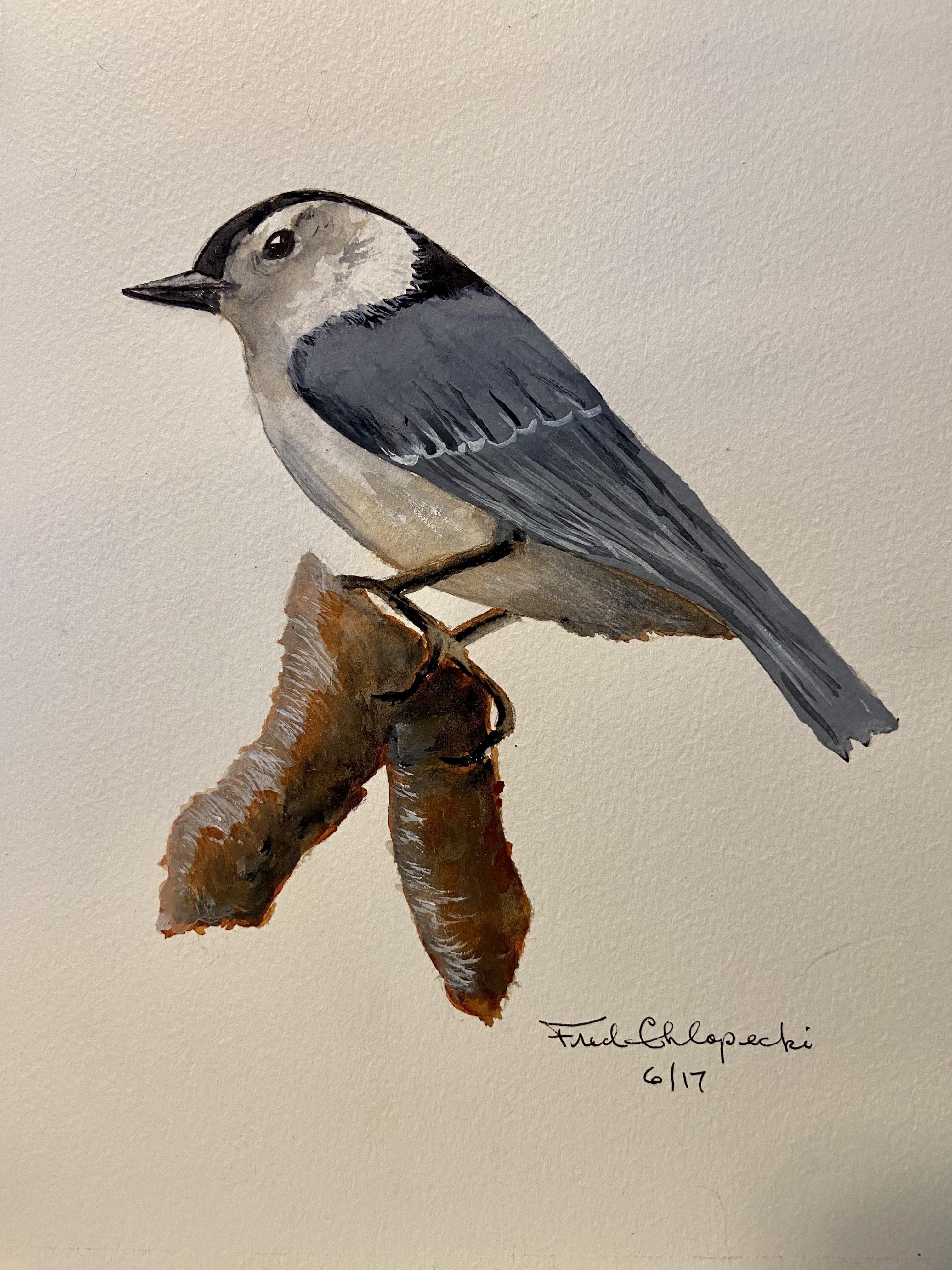 An Example of Fred’s Bird Pai…