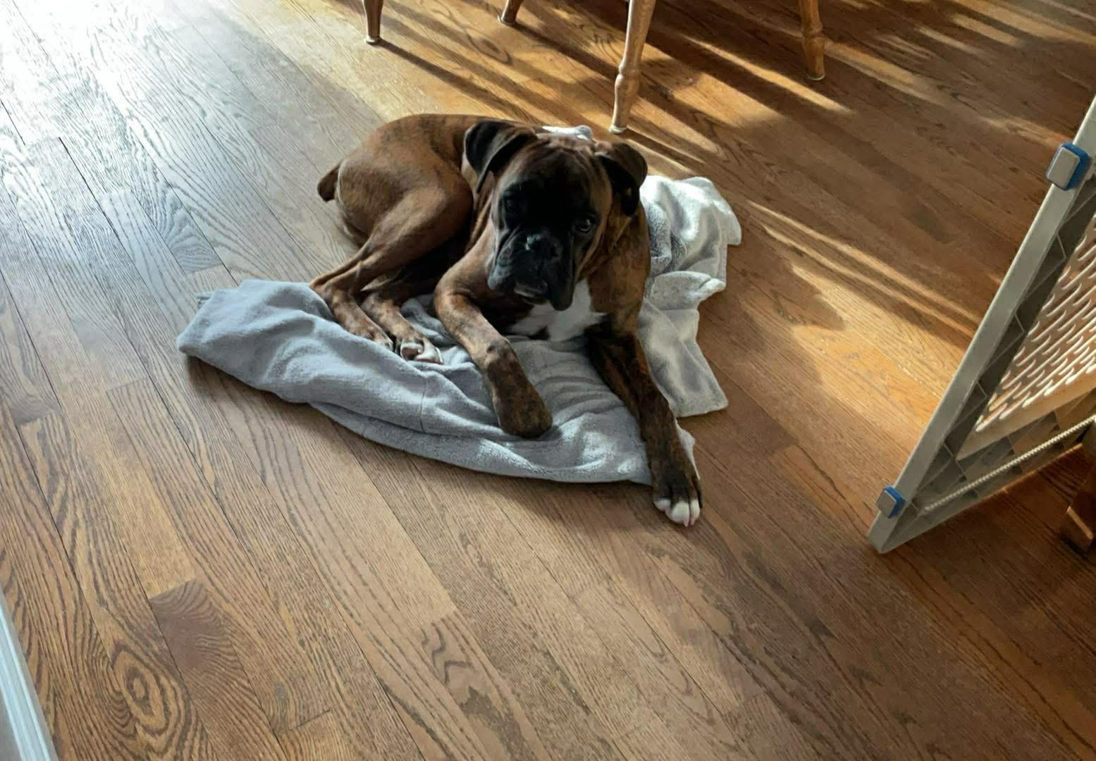 Dexter puppy that we got from…