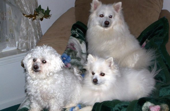 Kobi - Zohie - Phoebi