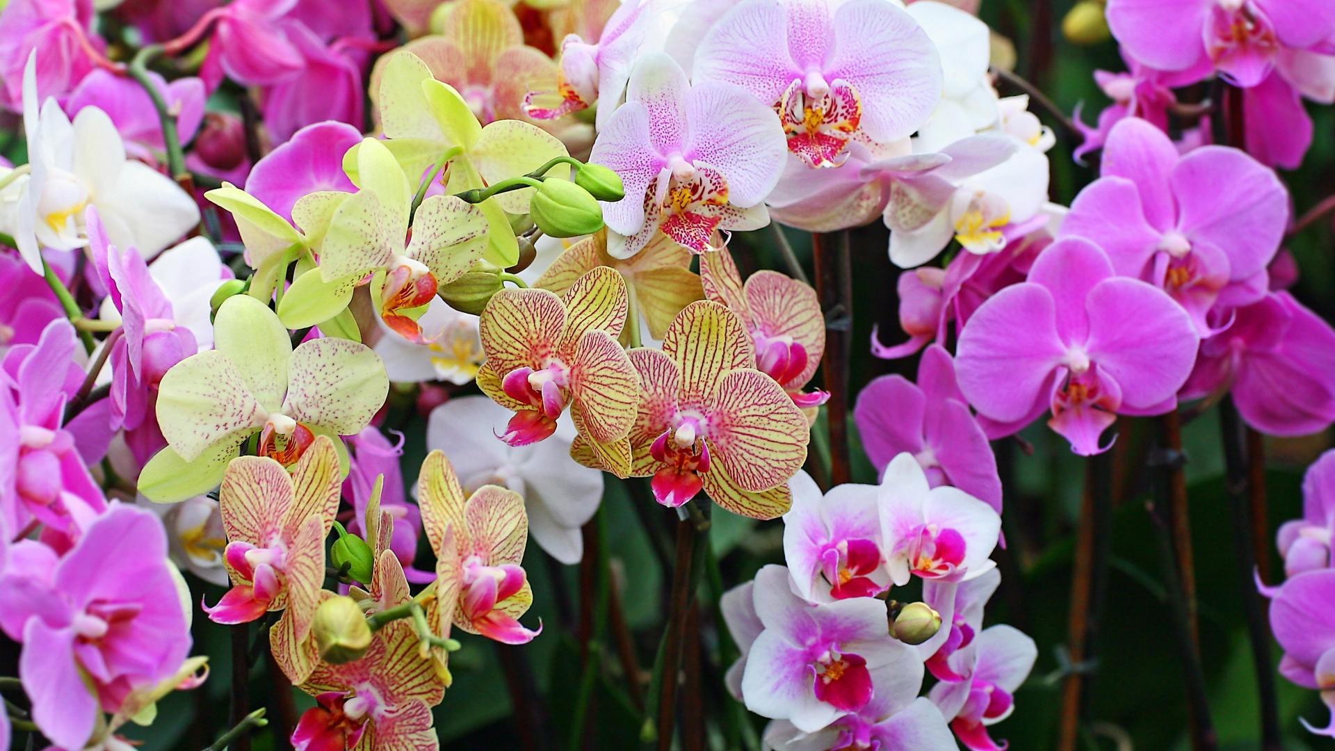 Orchids, orchids EVERYWHERE! …
