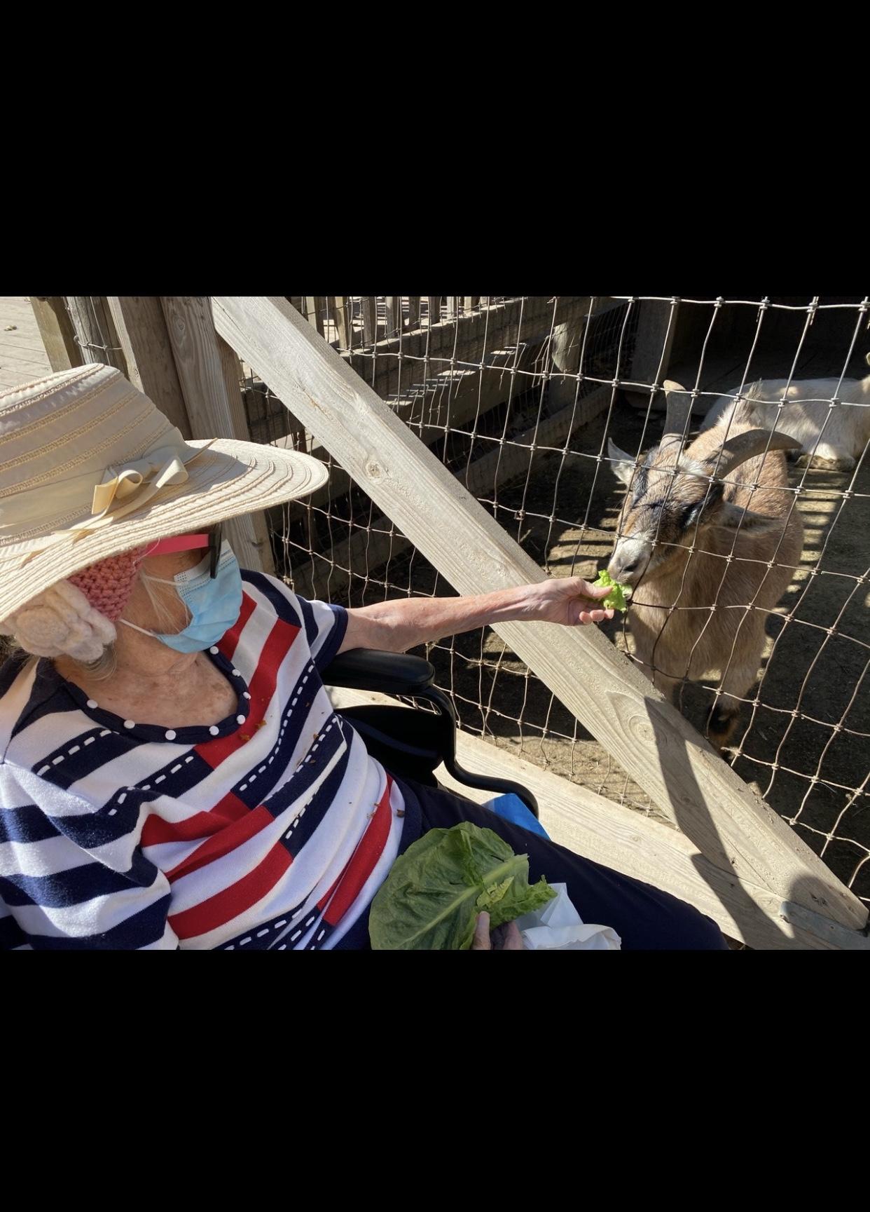 Grandma feeds goats at Avila …
