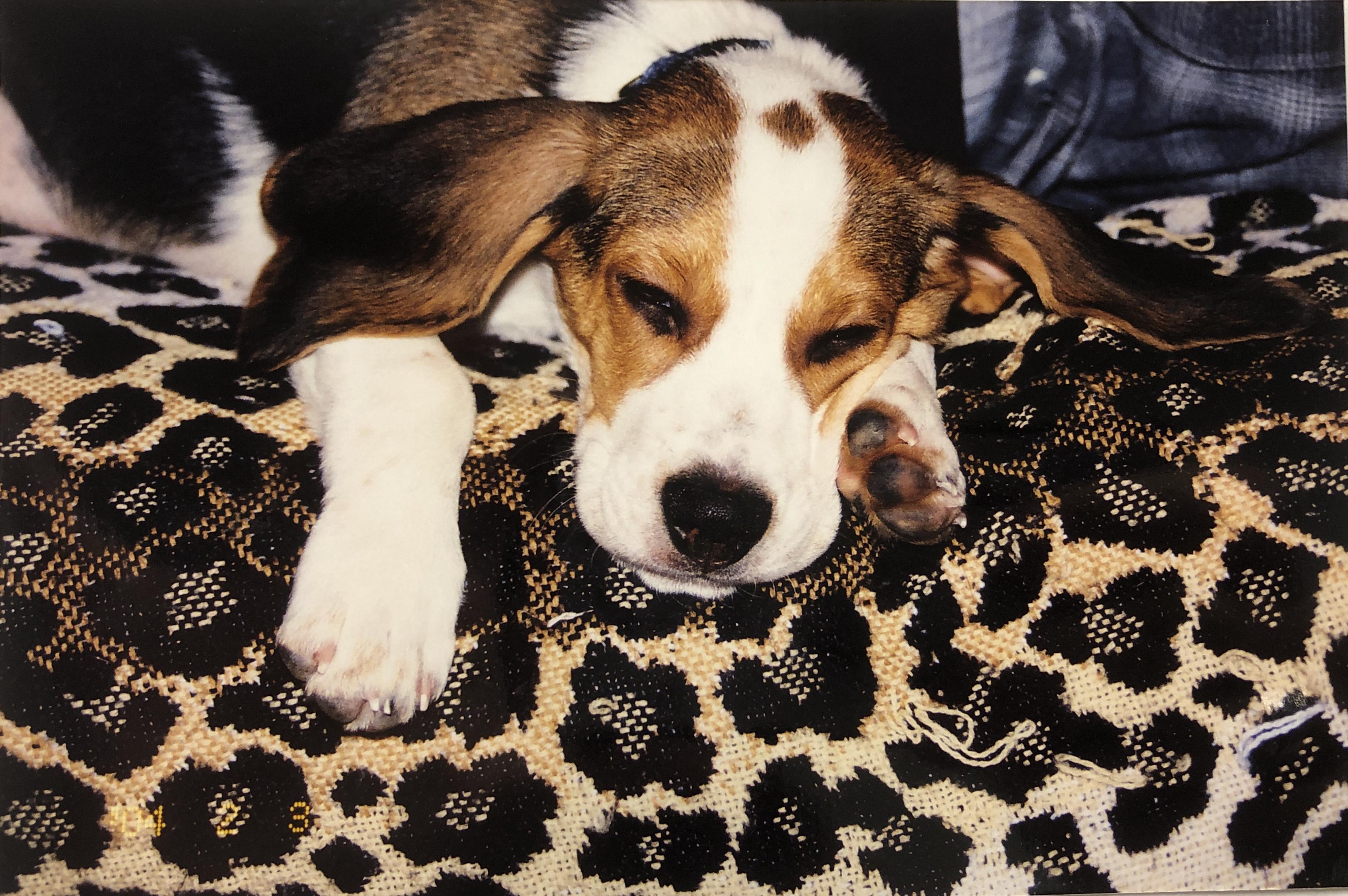 Baby Baxter