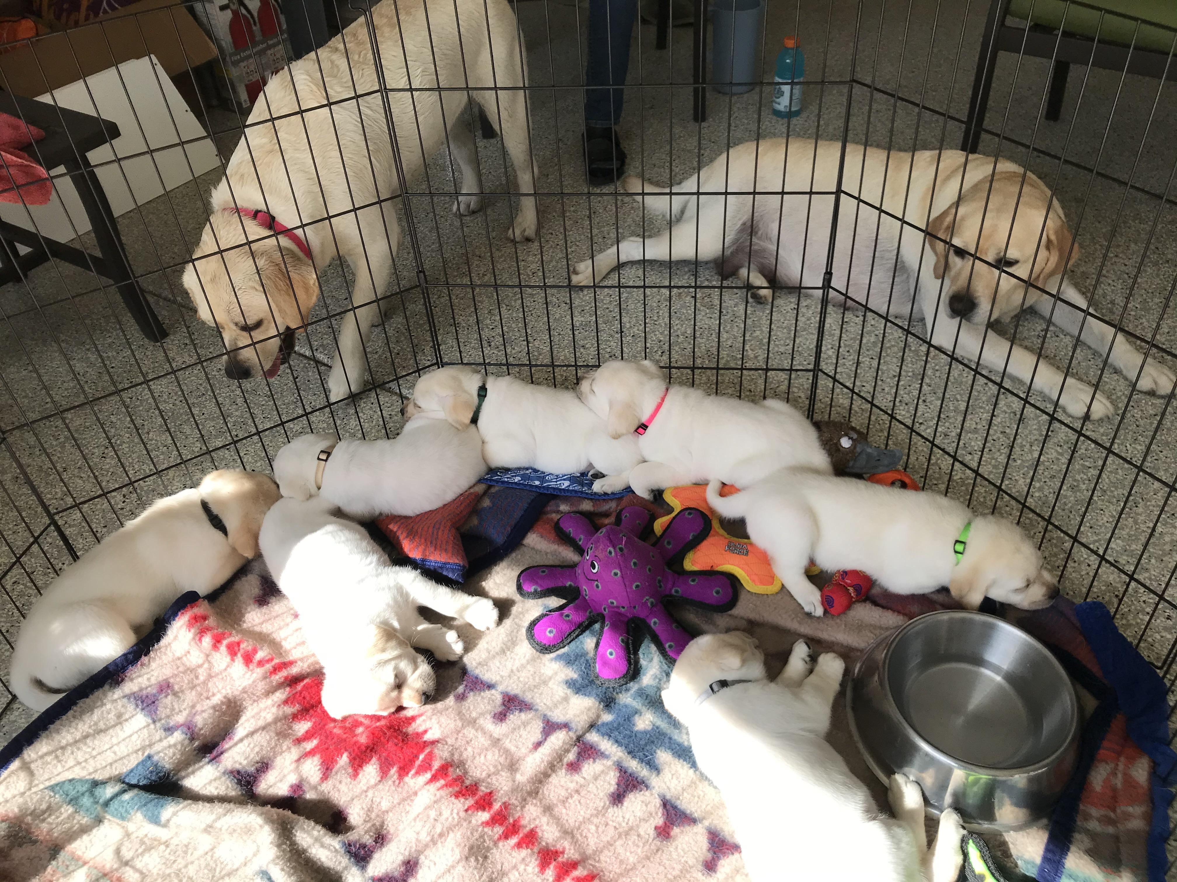 Puppies galore.  Mel and Joe’…