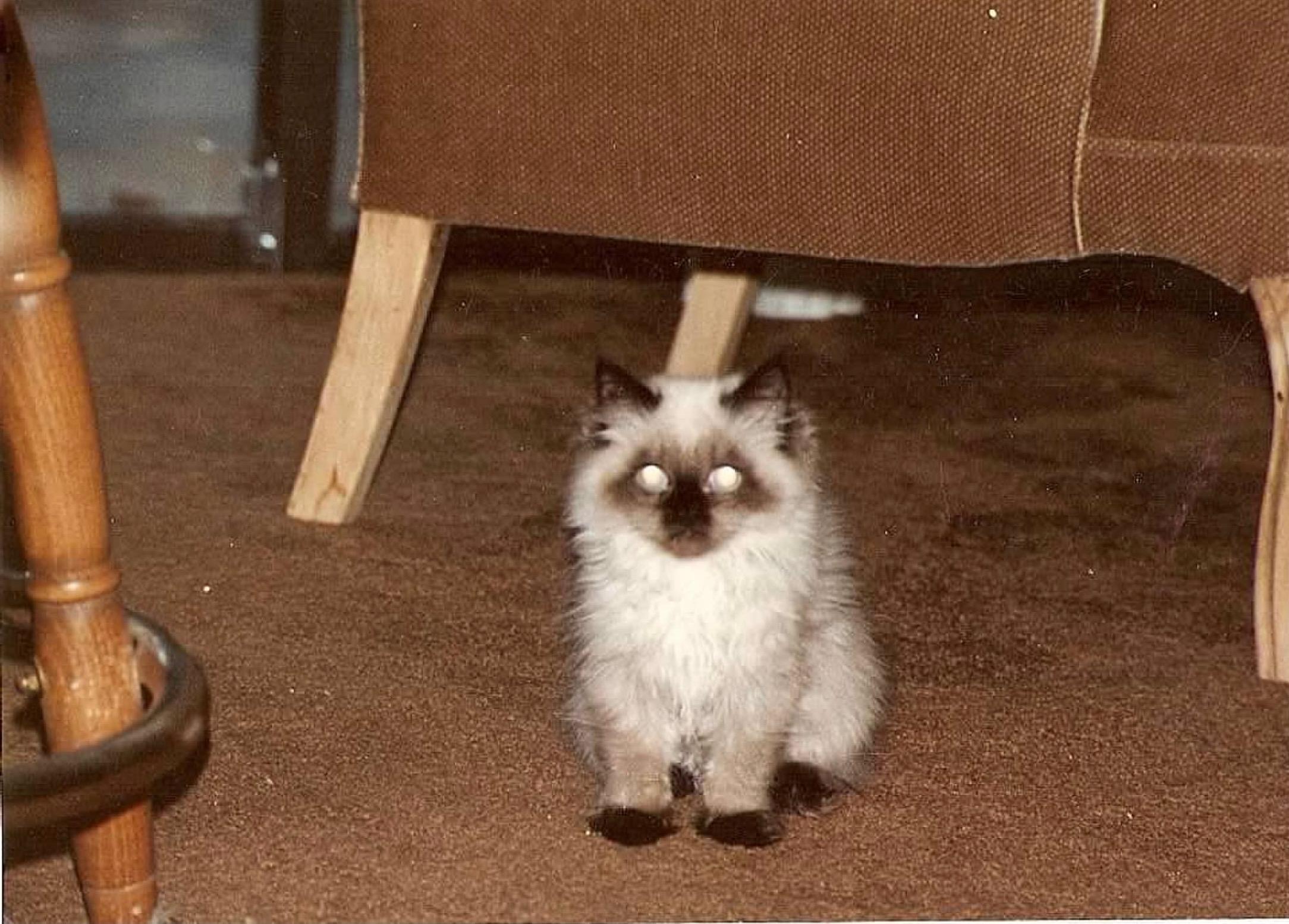Cinnamon...the cat that hated…