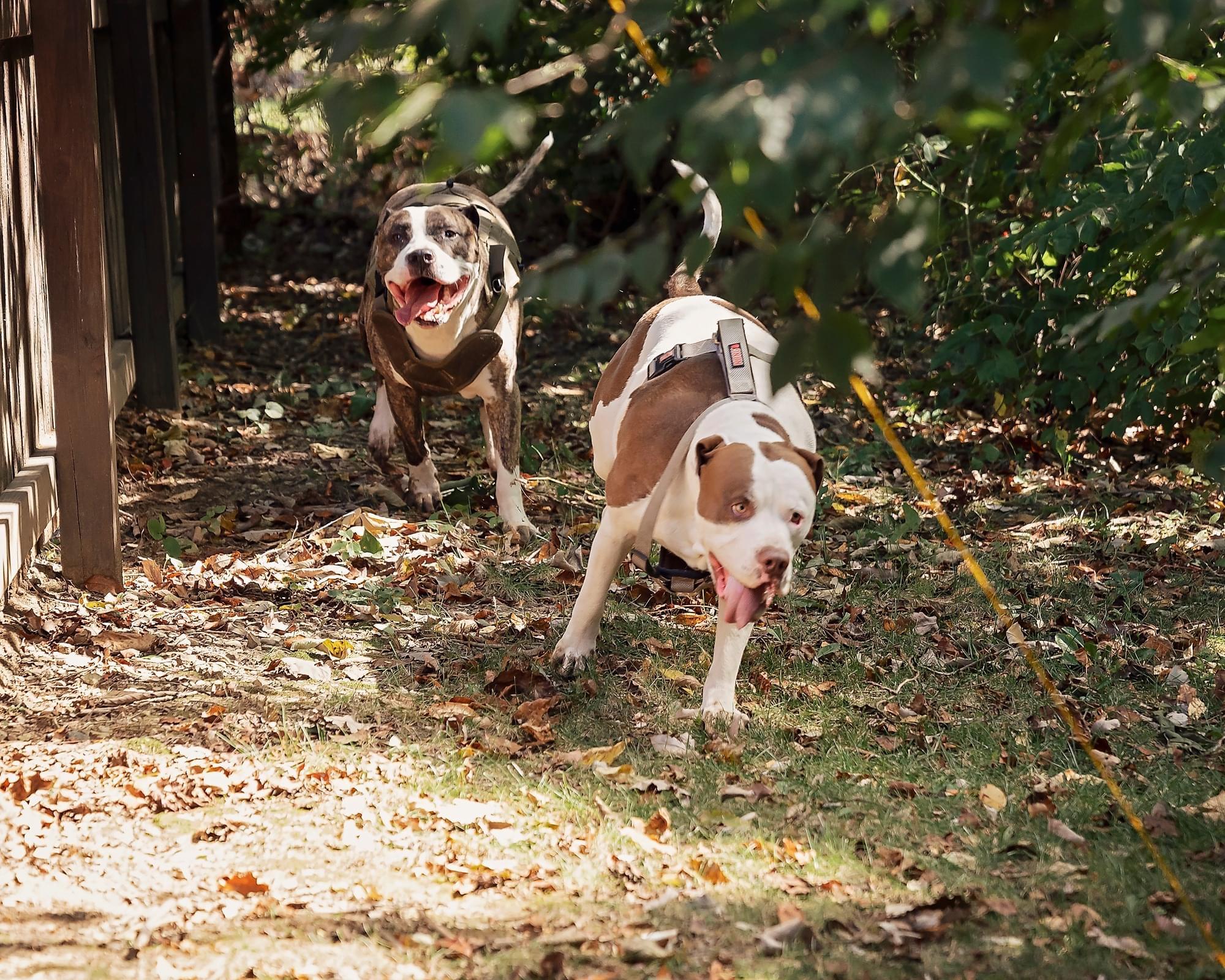 Ace and Gandhi running thru t…