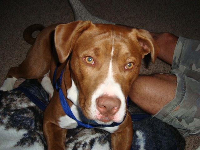 Louie, Gerard's doggy