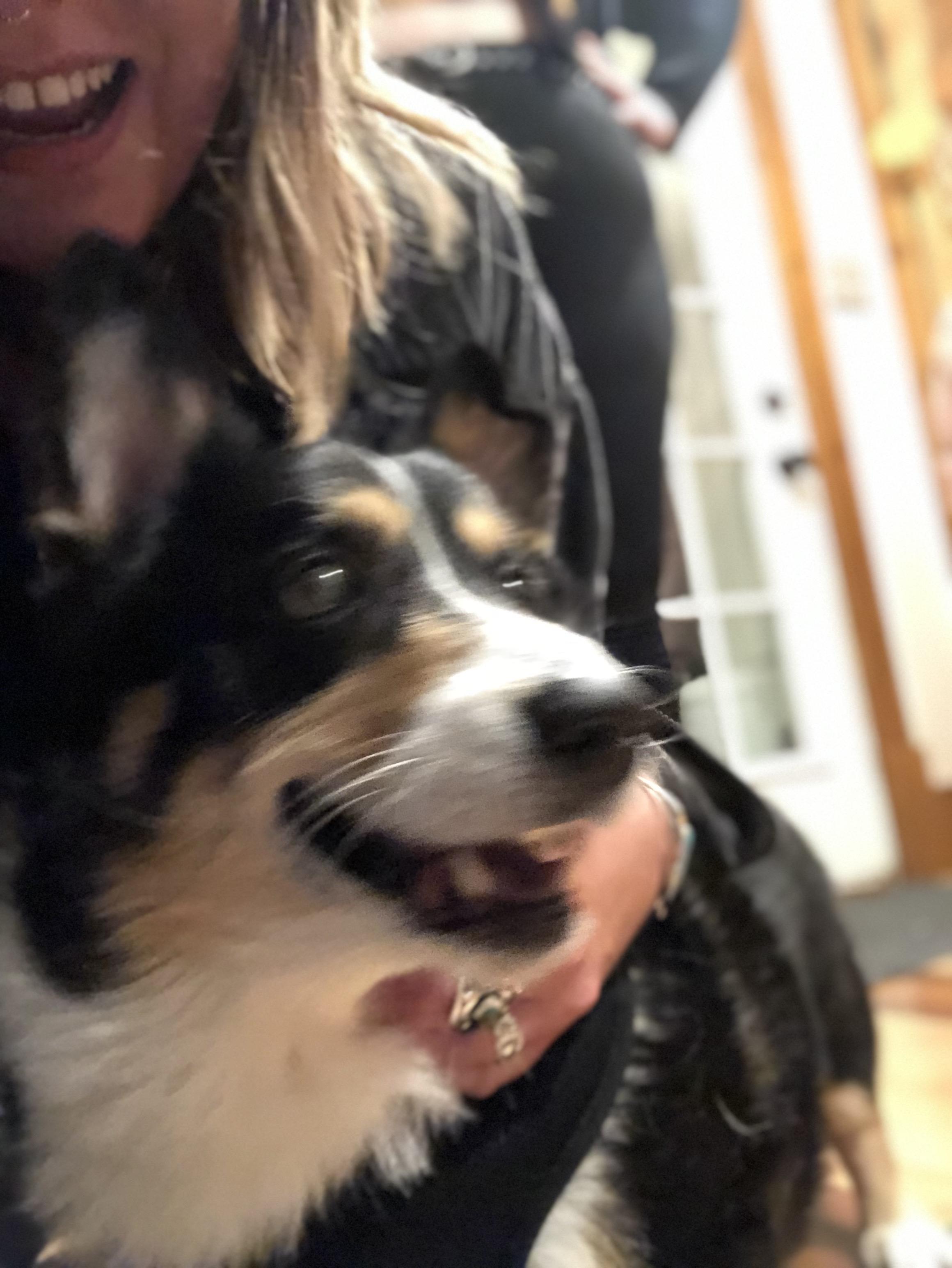 Carly & Archie the corgi