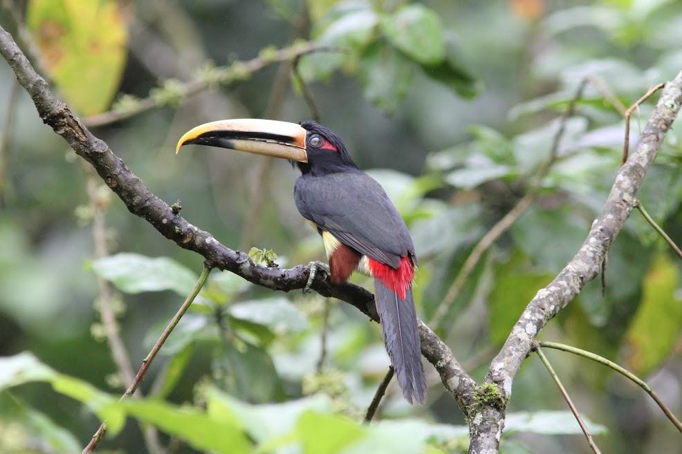 Toucan