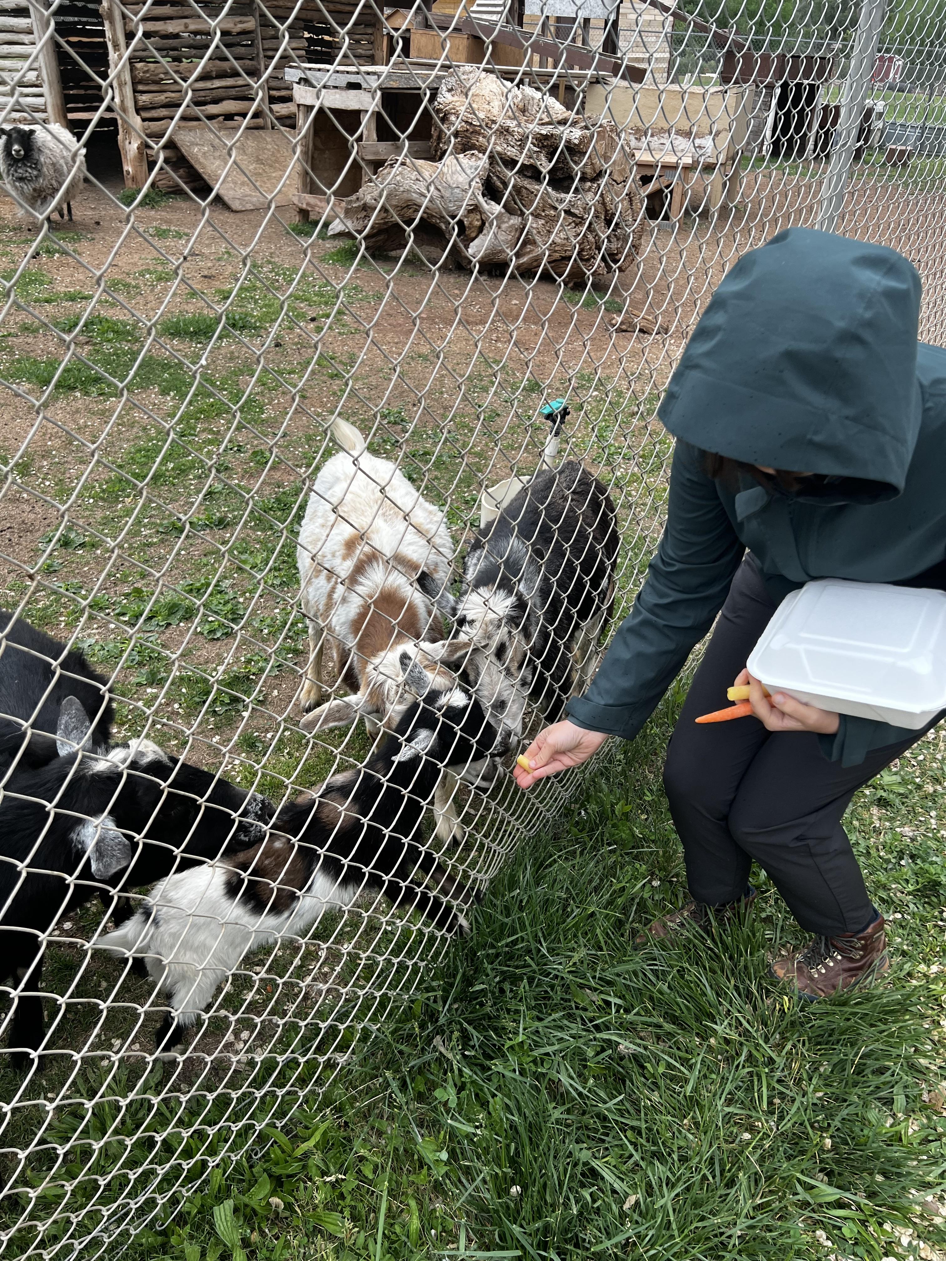 Jen feeding some carrots to b…