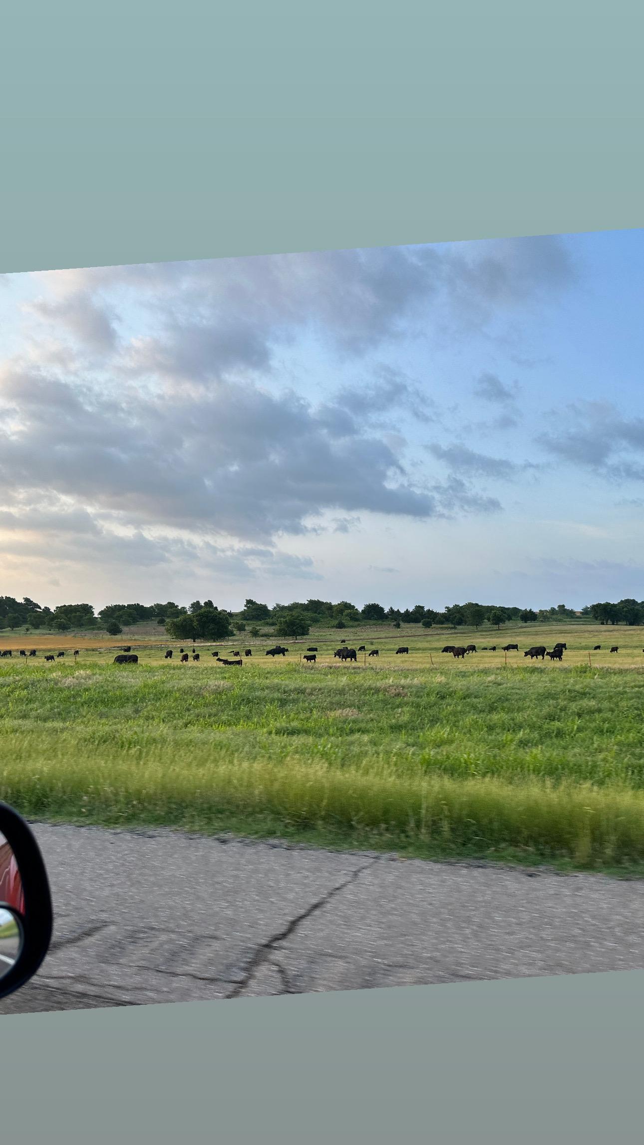 Moo moo cows in Oklahoma. I a…