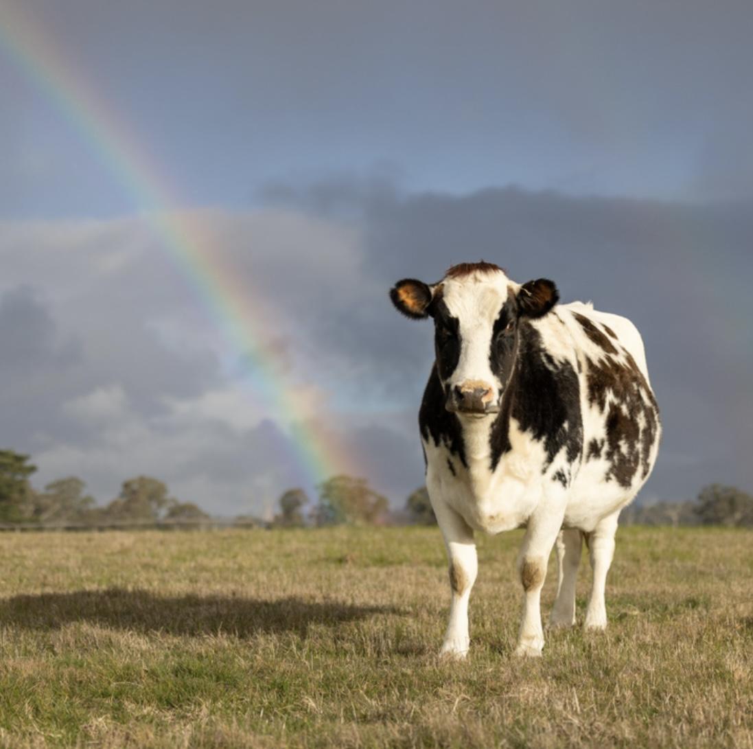 Proof for Debbie that cows ar…