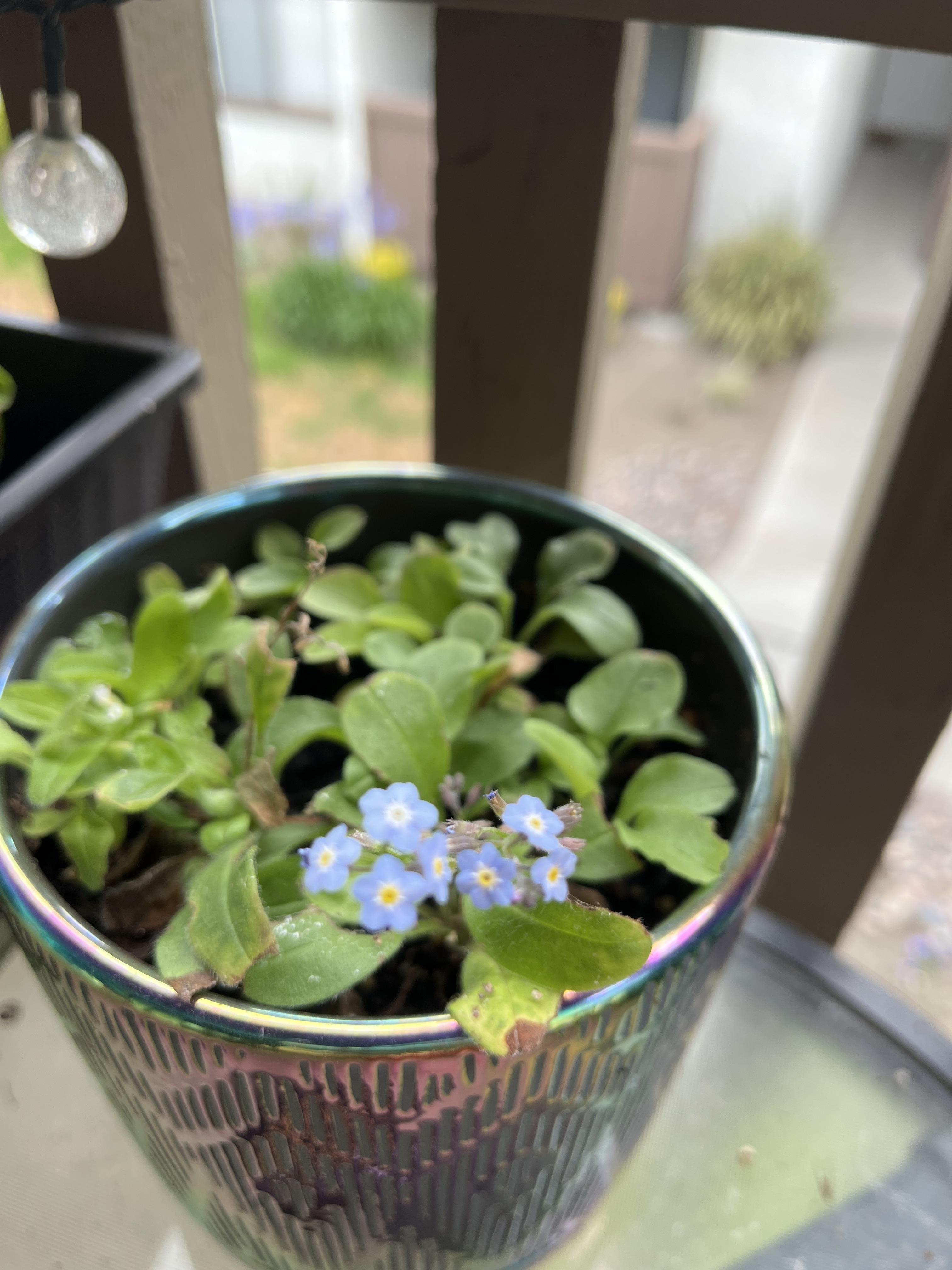 I planted the seeds from Jenn…