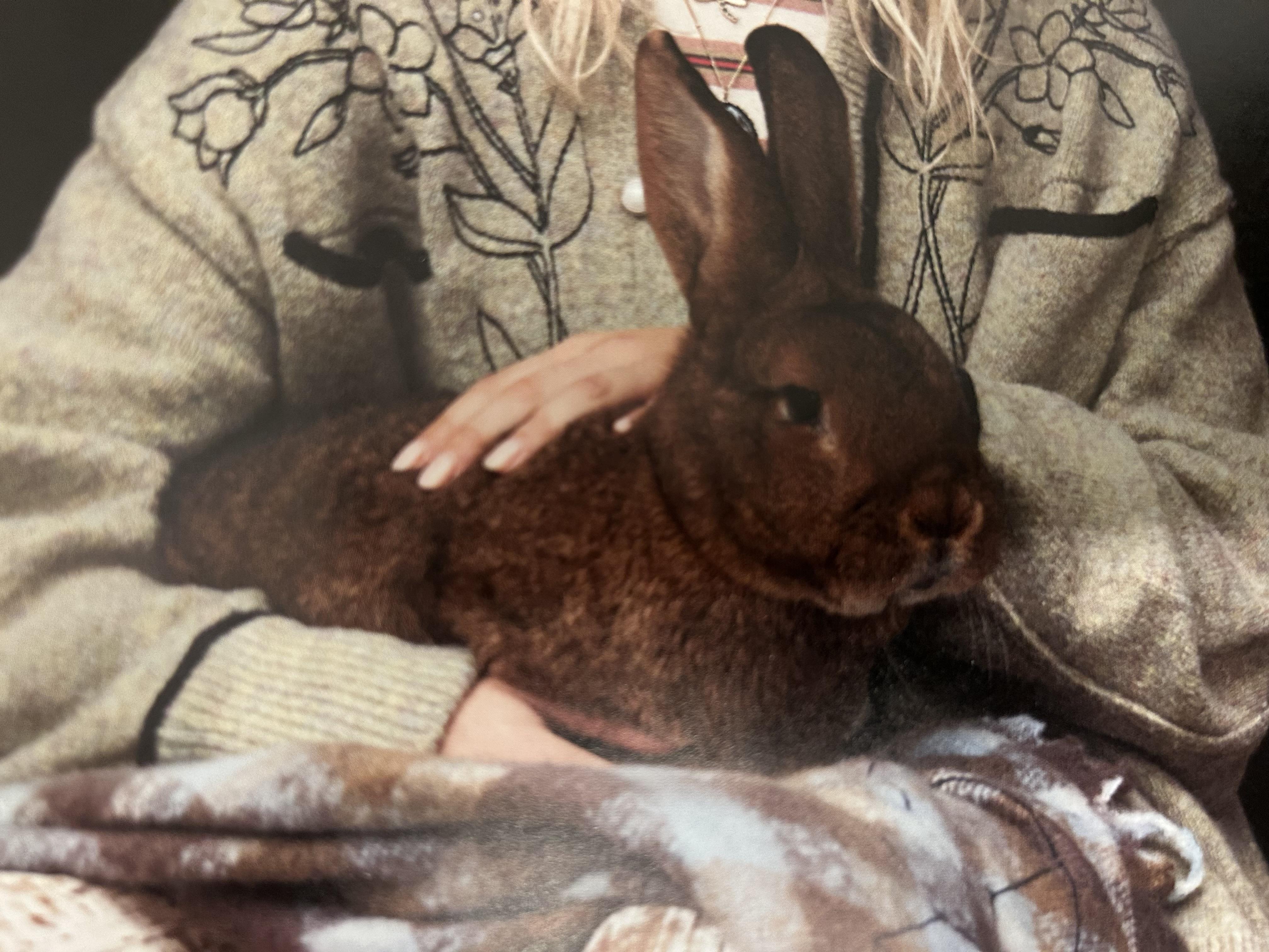 I know this bunny isn’t Sugar…