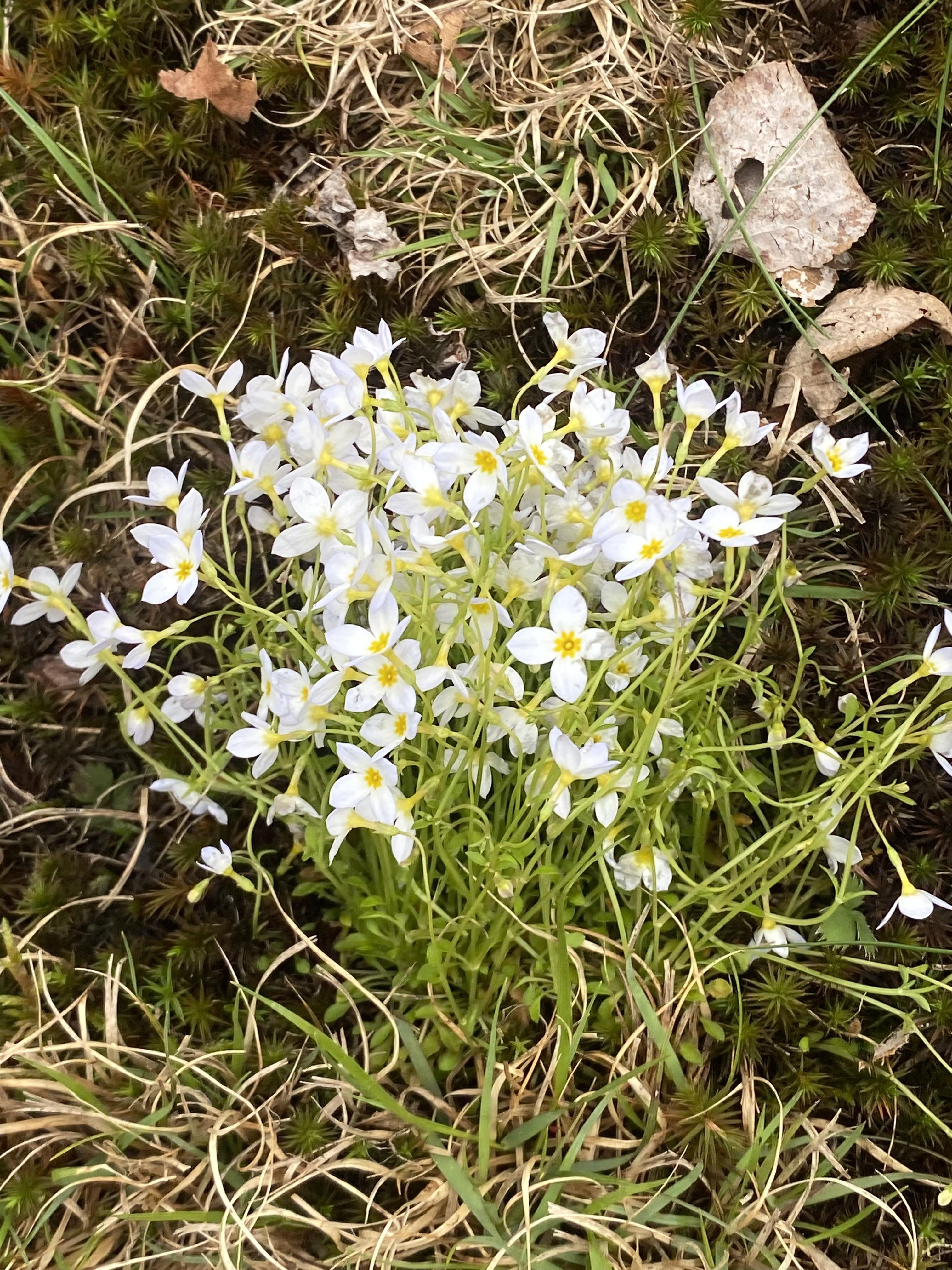 Birch Tree Planting Memorial …