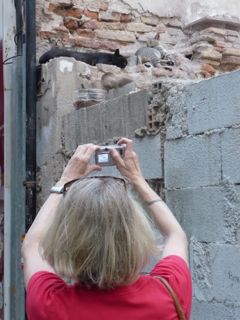 Susan photographing stray cats