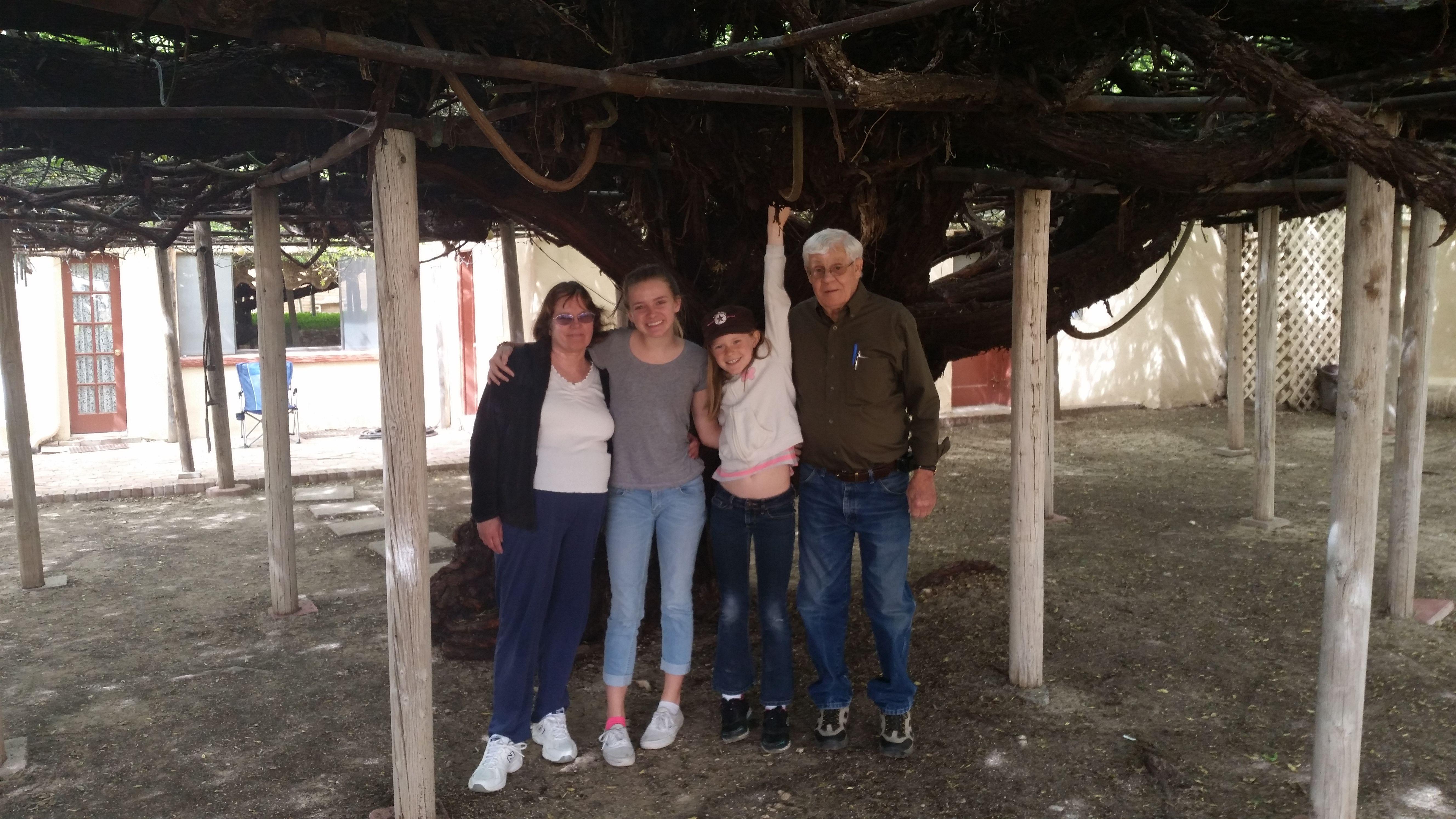 Giant rose tree