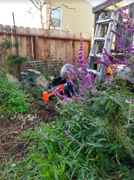 Susan digging up blackberry b…