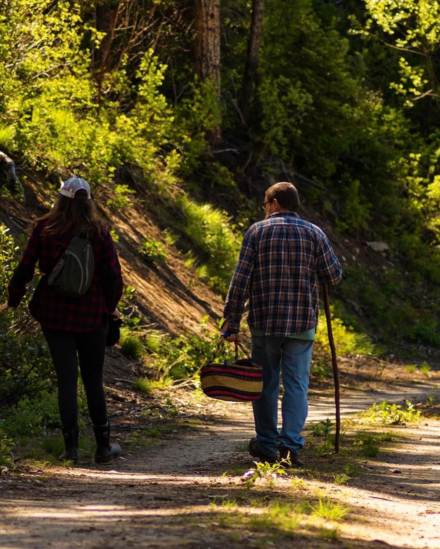Morel hunting in McCall, Idaho