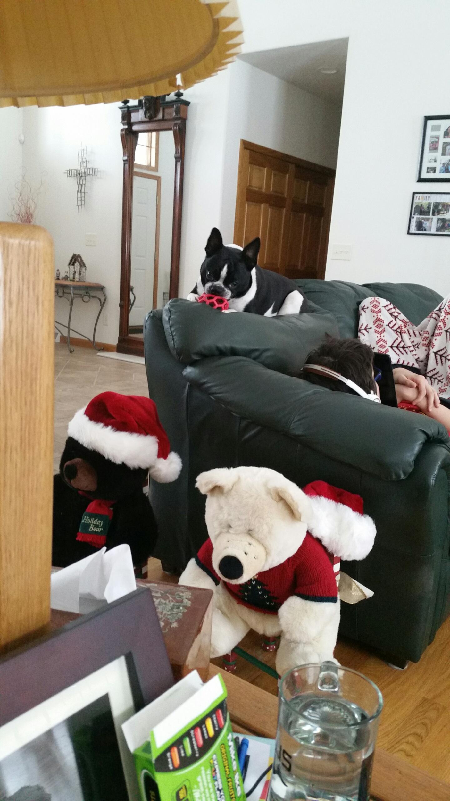 Boy and his dog at Christmas