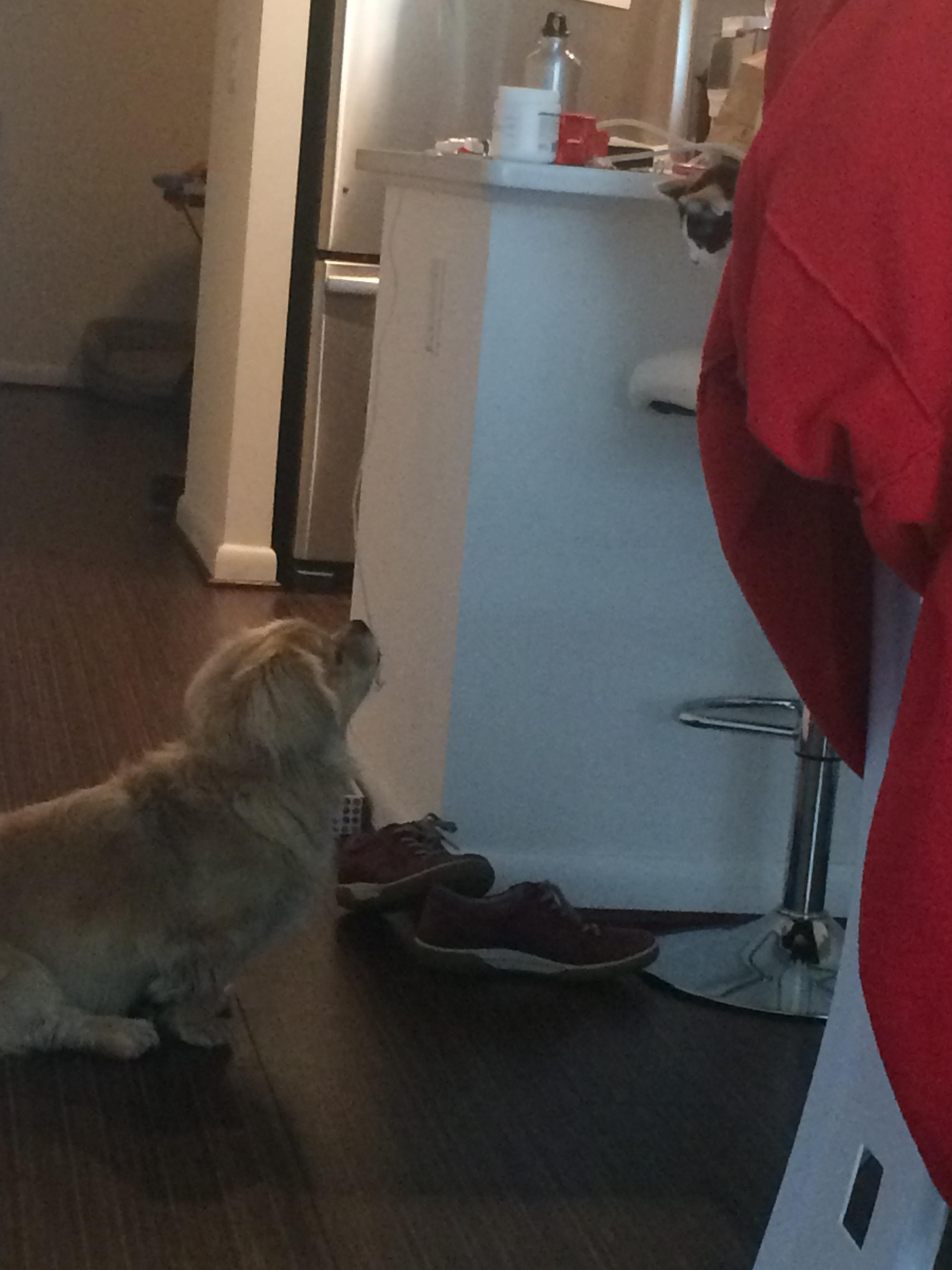 Peeping Tom of Cats
