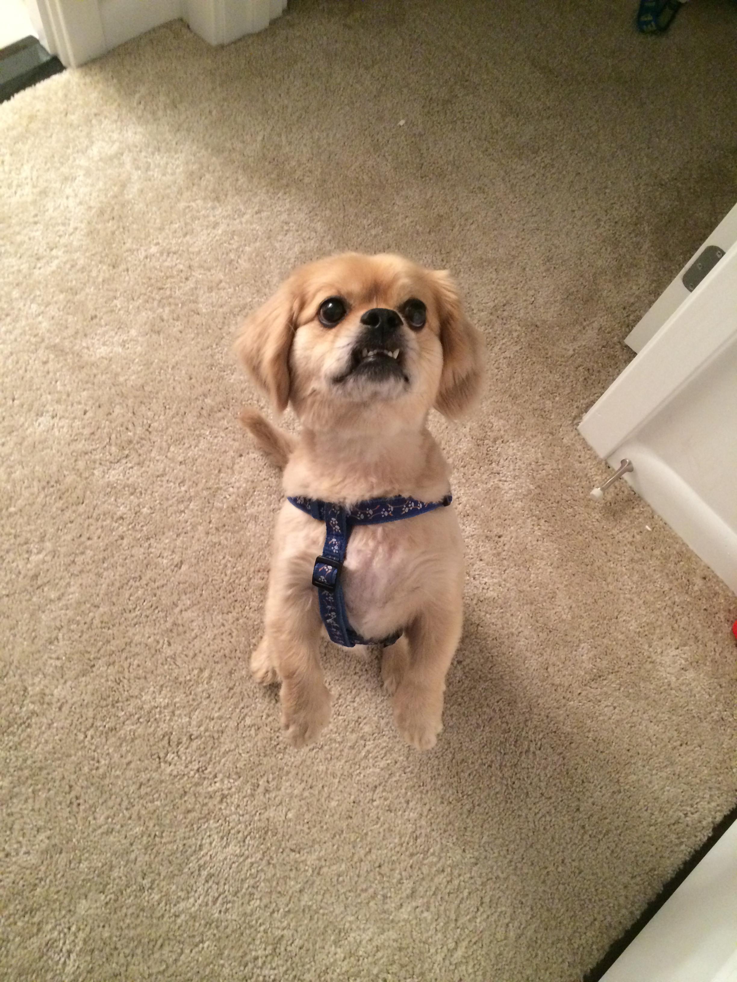 Give me the treat!