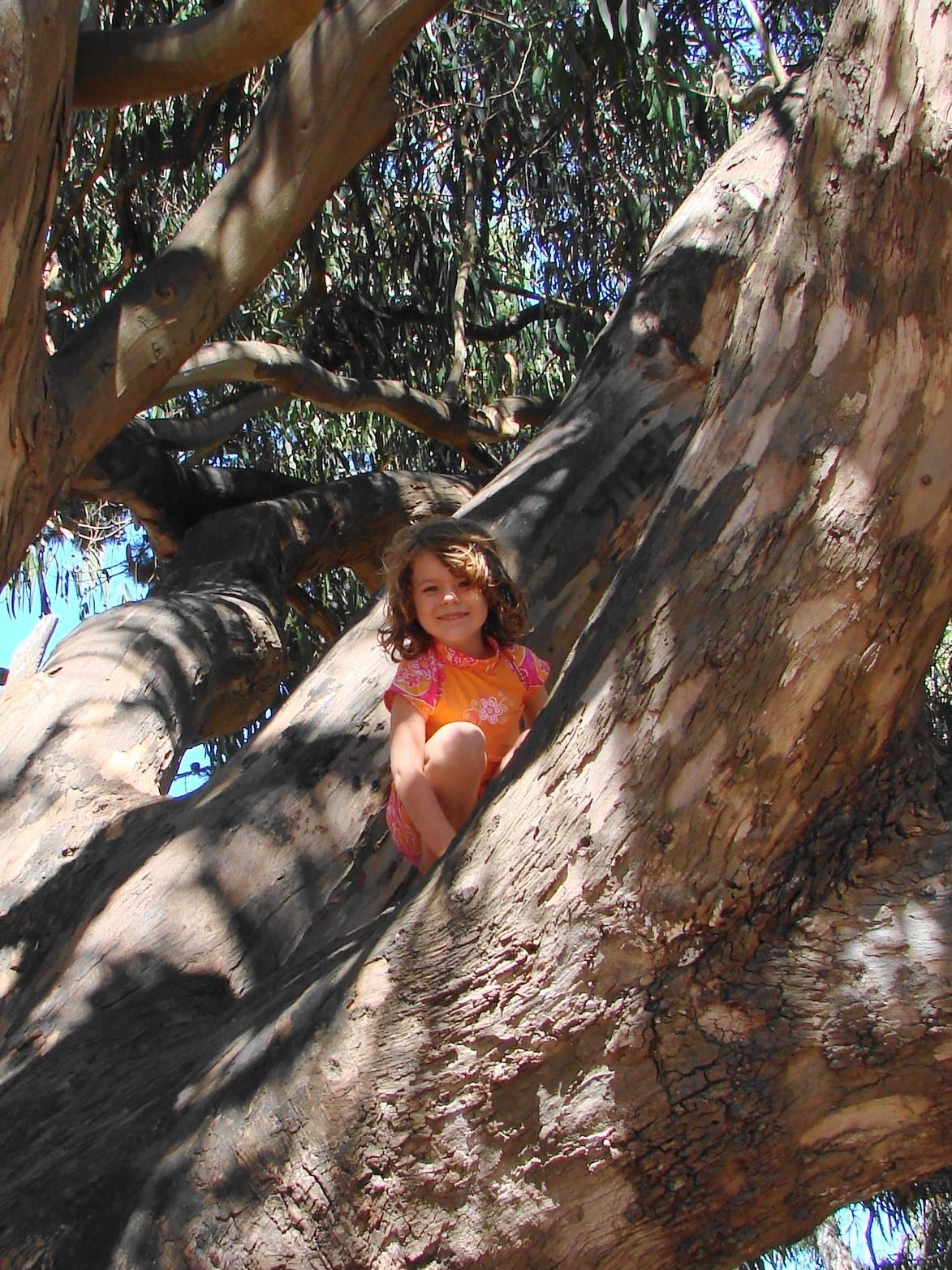 beautiful tree spirit