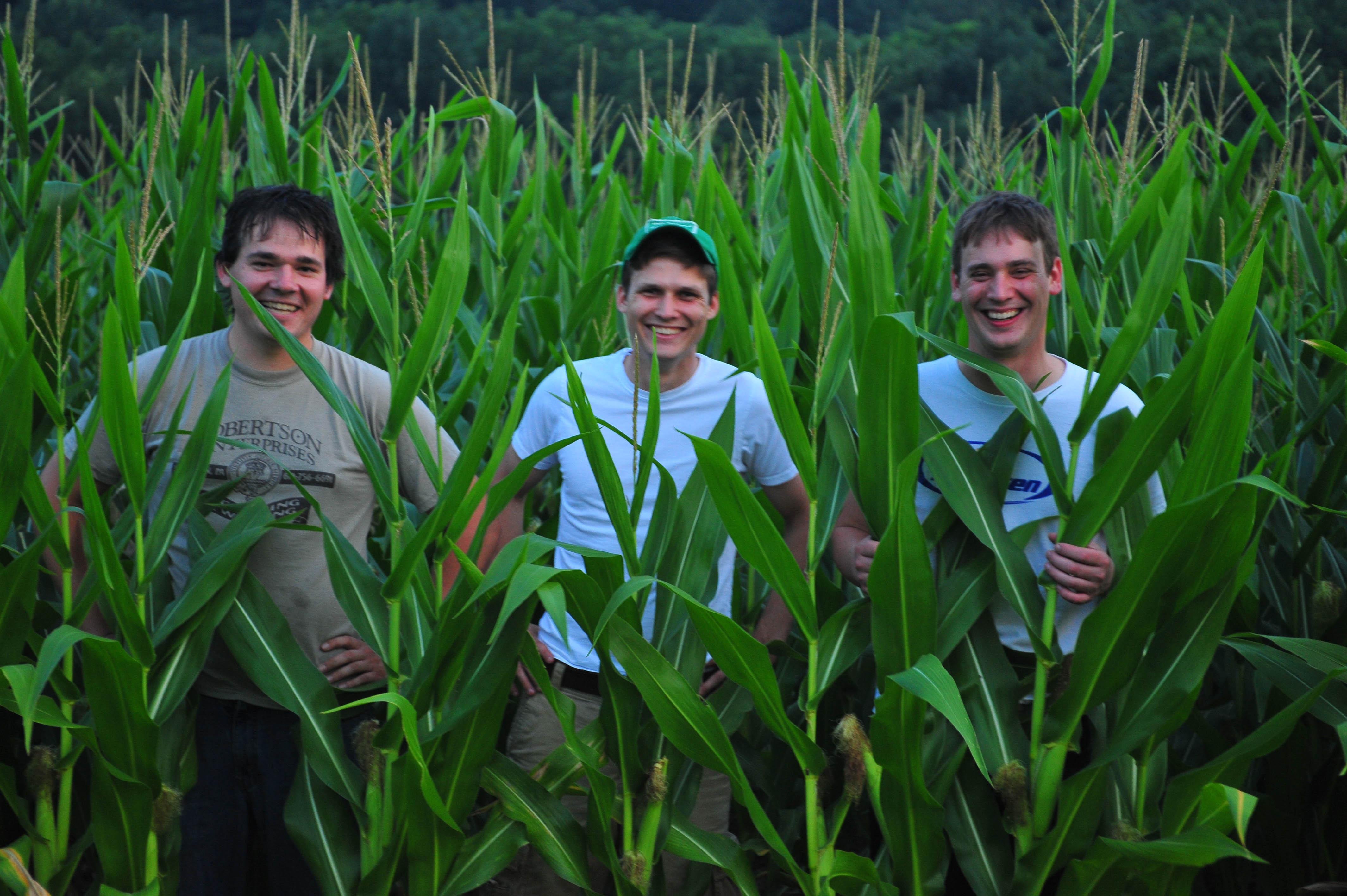 Cornfield behind my parents b…
