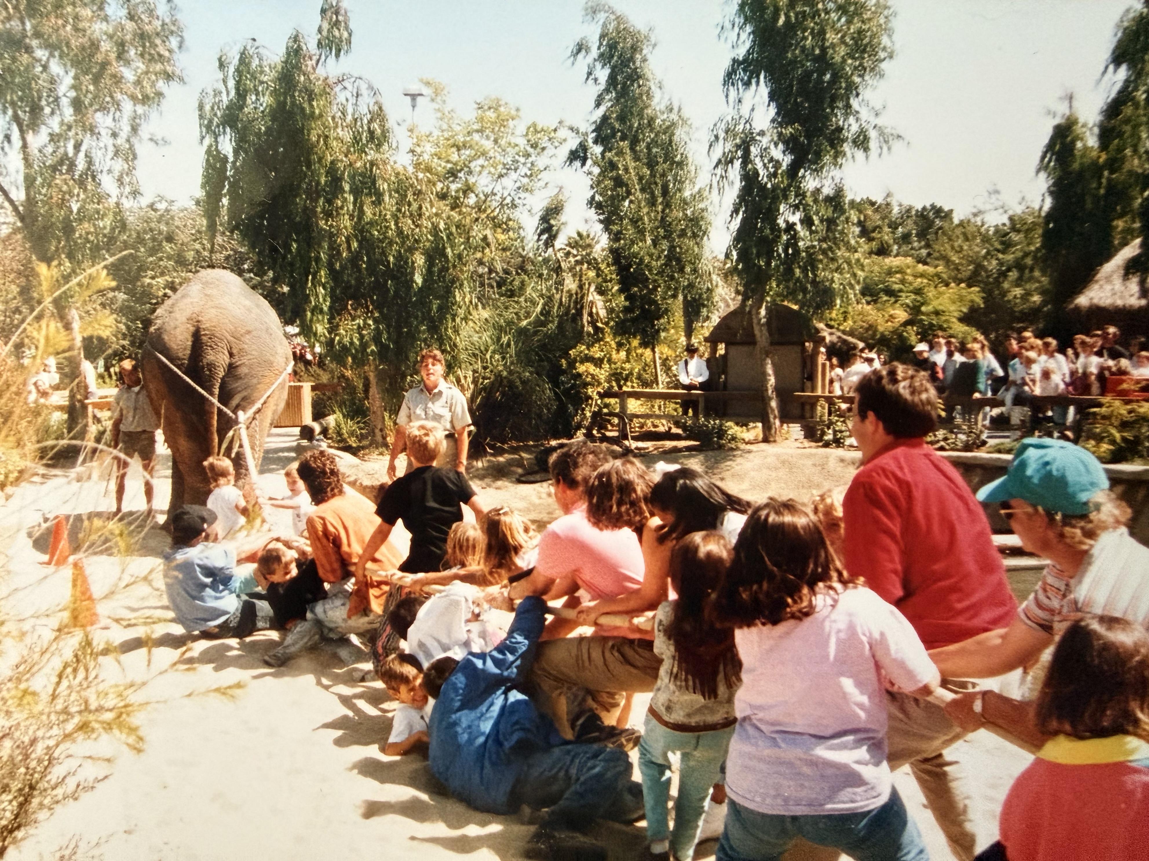 Tug O War: Elephant v Zoo vis…